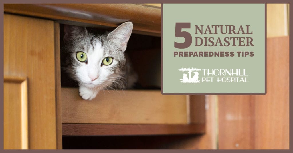 Pet Tips for Natural Disasters in Oakland, CA