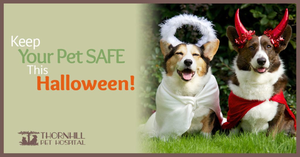 Protect Your Pets from Halloween Dangers in  Oakland, CA