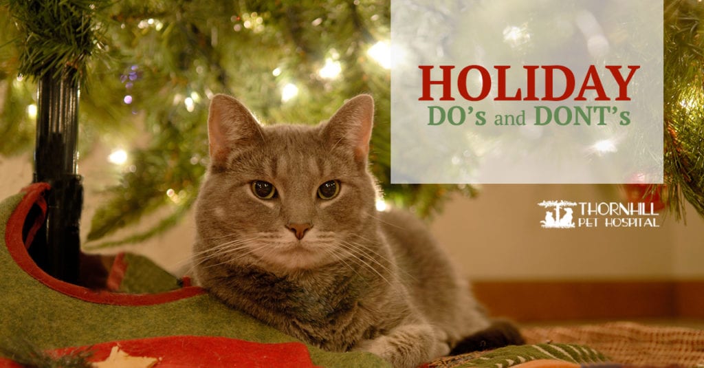 Holiday Pet Safety Tips in Oakland, CA