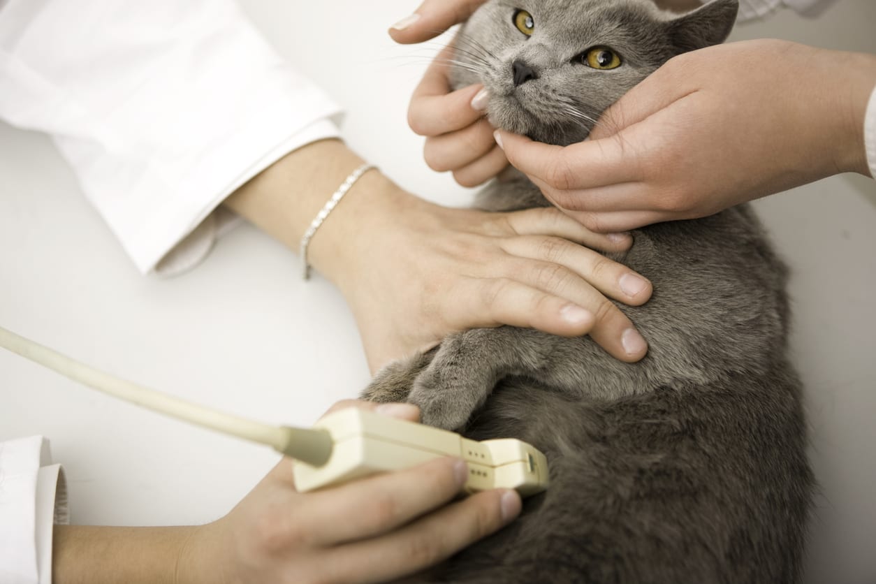 a cat receiving ultrasound