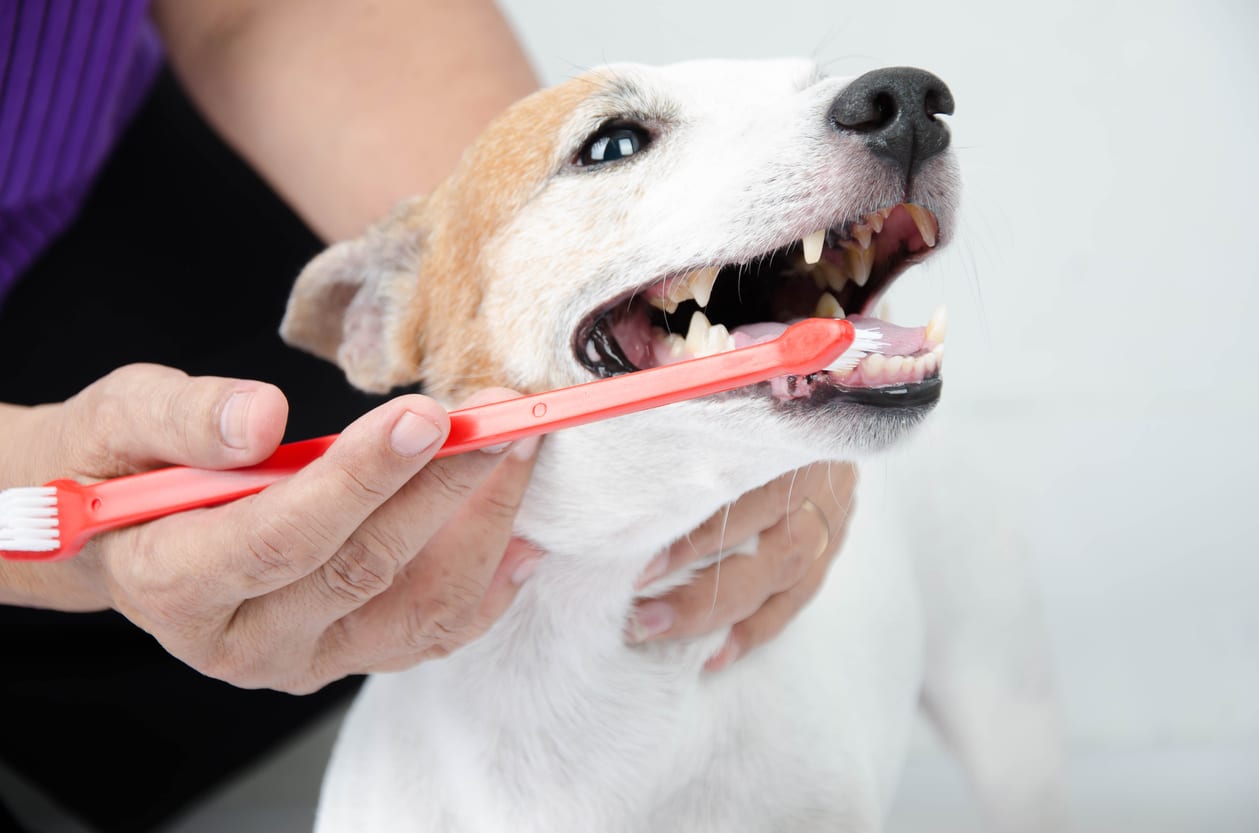 a dog getting his teeth brushed