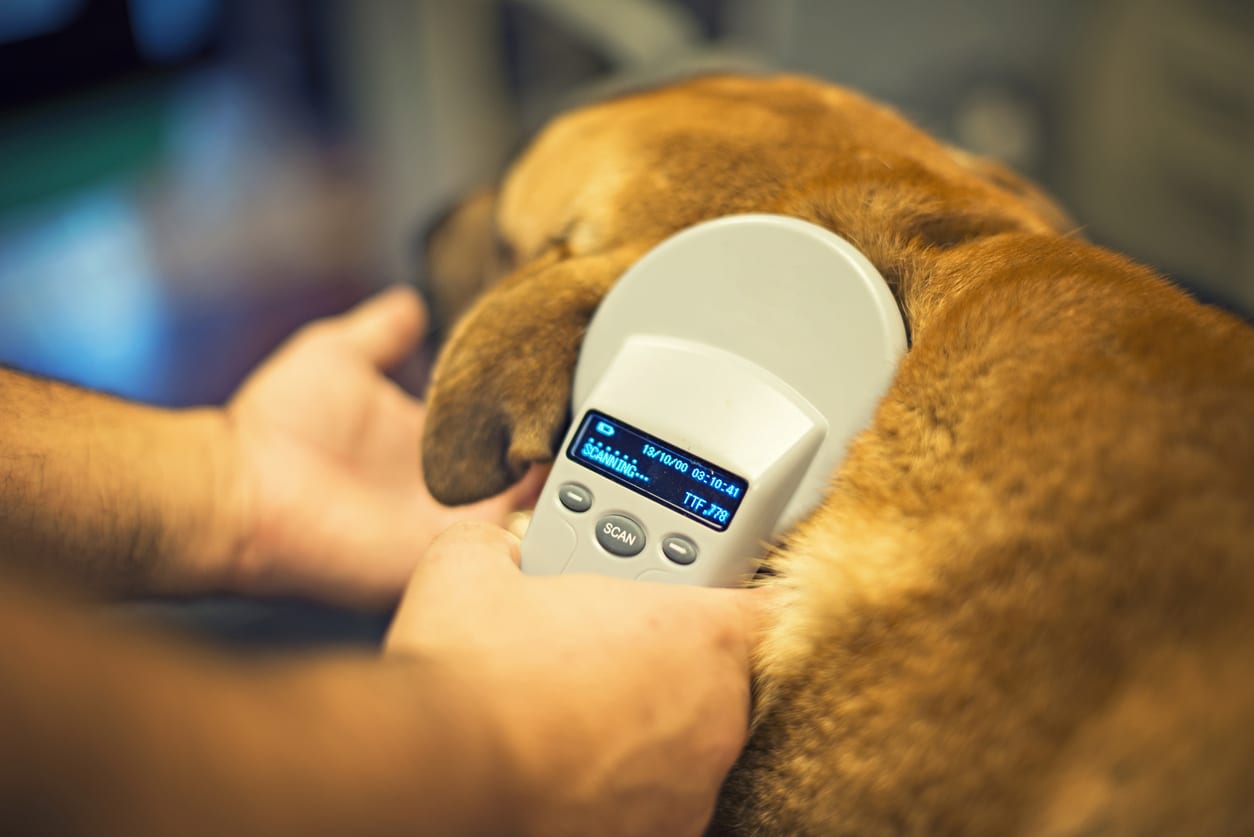 a vet scanning a dog for a microchip
