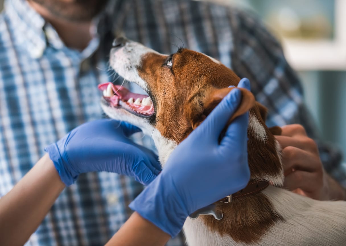 dog being examined by vet