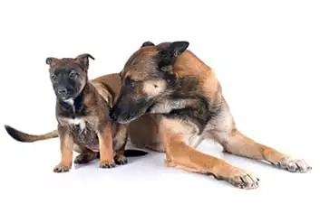 dog and puppy