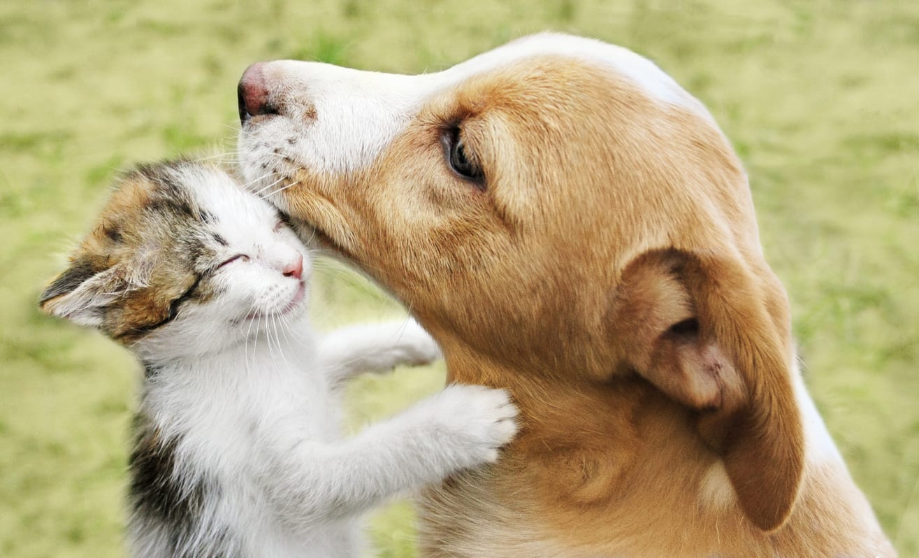 a kitten rubbing up on a dog's chin