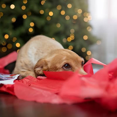 a dog laying in red tissue paper next to a christmas tree