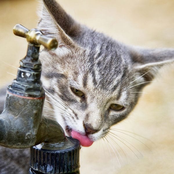 cat licking water from a spigot