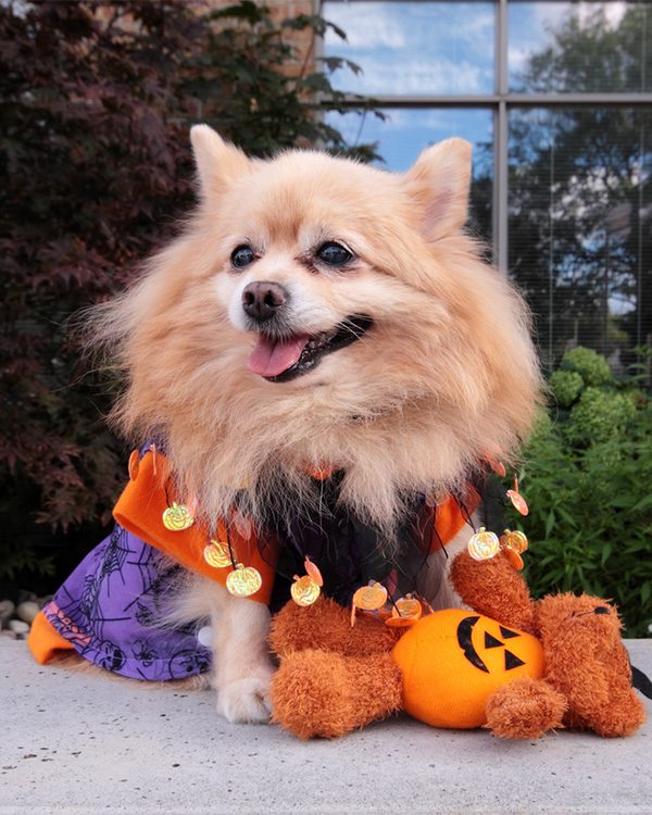 dog wearing a witch halloween costume