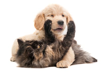 Thornhill Pet Hospital Reviews in Oakland, CA