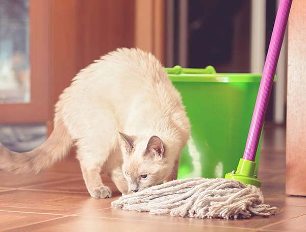 A Cat Sniffs A Mop