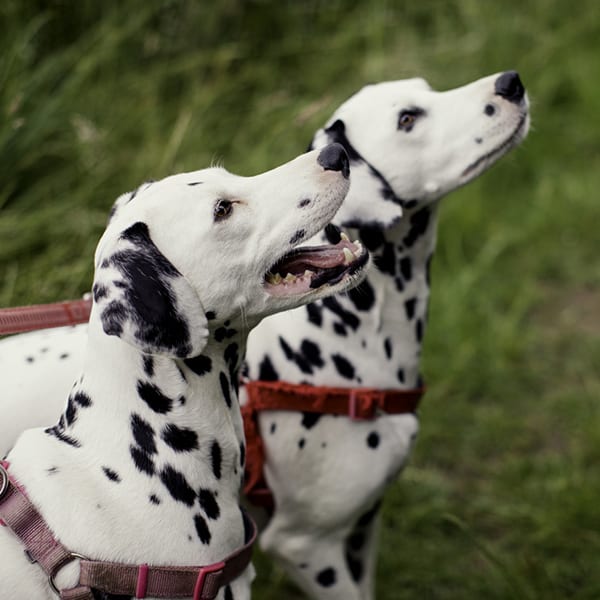 two dalmatian dogs outside