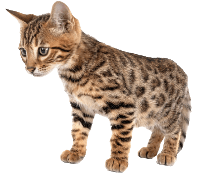 Bengal kitten - small house kitten with leopard print spots and stripes