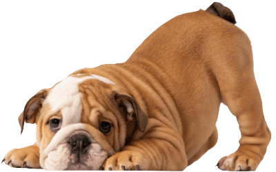 Bulldog puppy laying with it's front legs and head on ground and hind legs and rear end in the air