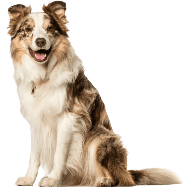 Brown and White Australian Shepherd sitting